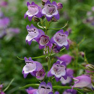 Photo of Penstemon 'Carillo Purple' uploaded by Lalambchop1