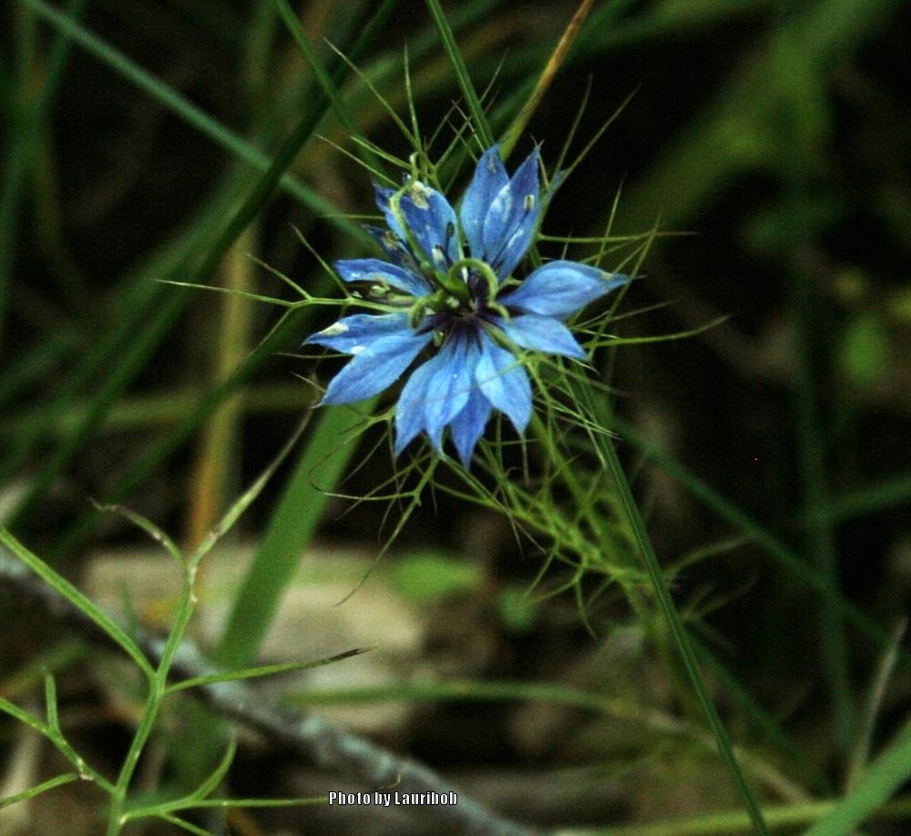 Photo of Love-in-a-Mist (Nigella damascena) uploaded by lauribob