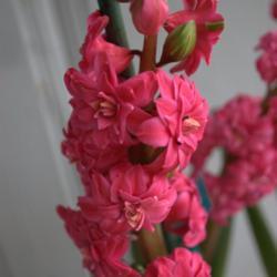 Location: Pennsylvania
Date: February 2009
Hyacinthus orientalis 'Hollyhock' forced in pot