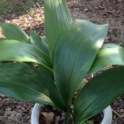 Location: Orangeburg, SC
Date: 2017-09-25
Cast Iron plant leaves look nice enough to grow indoors as a pott
