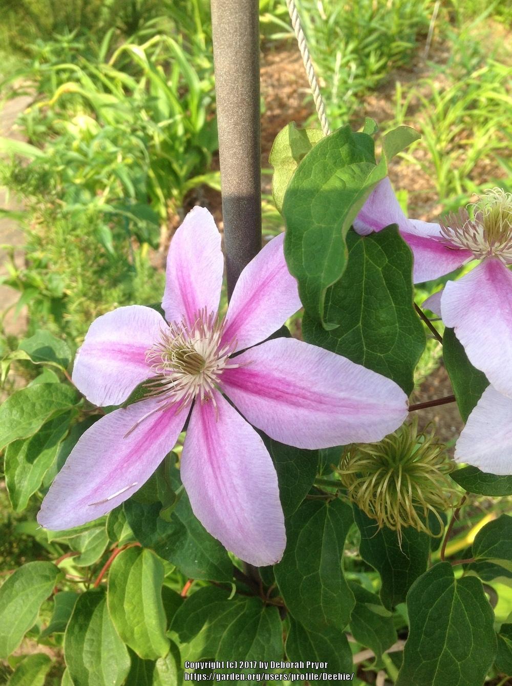 Photo of Clematis 'Dr. Ruppel' uploaded by Deebie