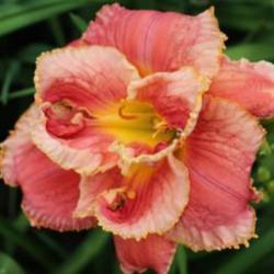 Location: Grand Kids Daylily Farm, Union, MS
Date: spring
Dorothy and Toto first bloom
