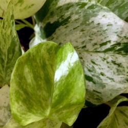 Location: Our apartment
Date: 2017-09-26
New growth on a Marble Queen has a yellowish-green look, and is q