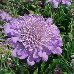 Photo of Pincushion Flower (Scabiosa columbaria 'Butterfly Blue') uploaded by Lalambchop1