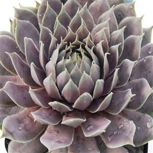 Photo of Hen and Chicks (Sempervivum 'Pacific Blue Ice') uploaded by Lalambchop1