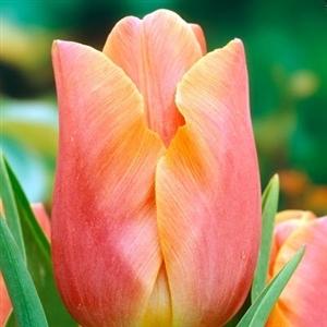 Photo of Tulip (Tulipa 'Jenny') uploaded by Lalambchop1