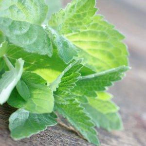 Photo of Spearmint (Mentha spicata) uploaded by Lalambchop1