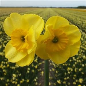 Photo of Jonquilla Daffodil (Narcissus 'Sun Disc') uploaded by Lalambchop1