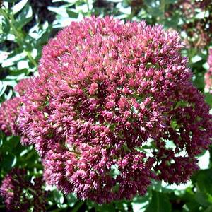 Photo of Stonecrop (Hylotelephium spectabile 'Brilliant') uploaded by Lalambchop1