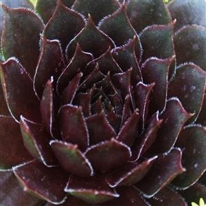 Photo of Hen and Chicks (Sempervivum 'Aglow') uploaded by Lalambchop1