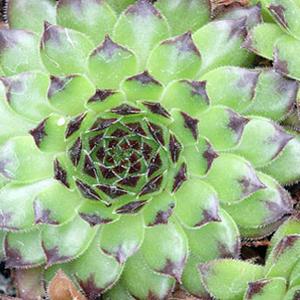 Photo of Hen and Chicks (Sempervivum 'Black') uploaded by Lalambchop1