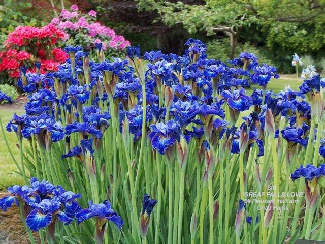Photo of Siberian Iris (Iris 'Great Falls Love') uploaded by Lestv