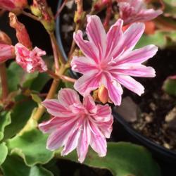 Location: Central NJ, Zone 7A
Date: 2017-05-28
Lewisia Elise