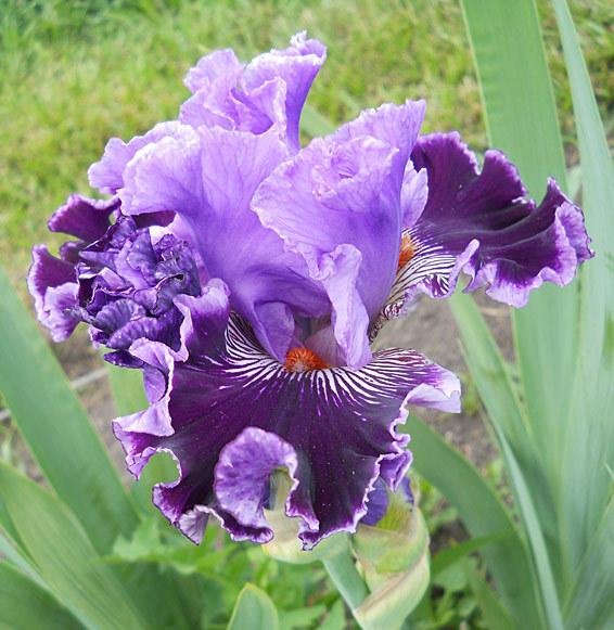 Photo of Tall Bearded Iris (Iris 'By Jeeves') uploaded by TBMan
