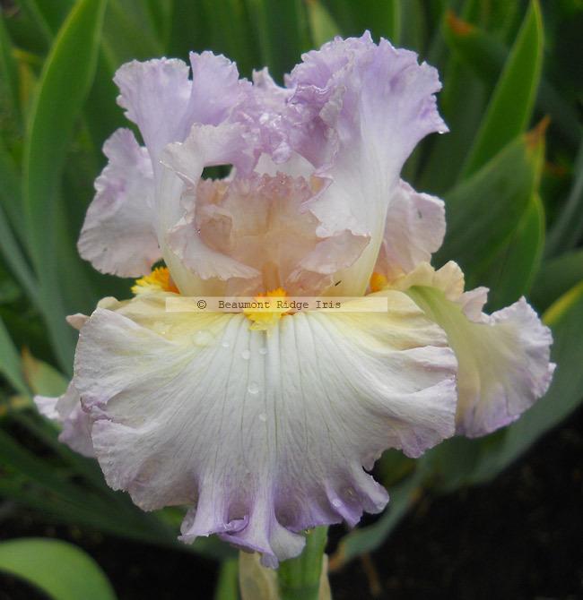 Photo of Tall Bearded Iris (Iris 'Au Contraire') uploaded by TBMan
