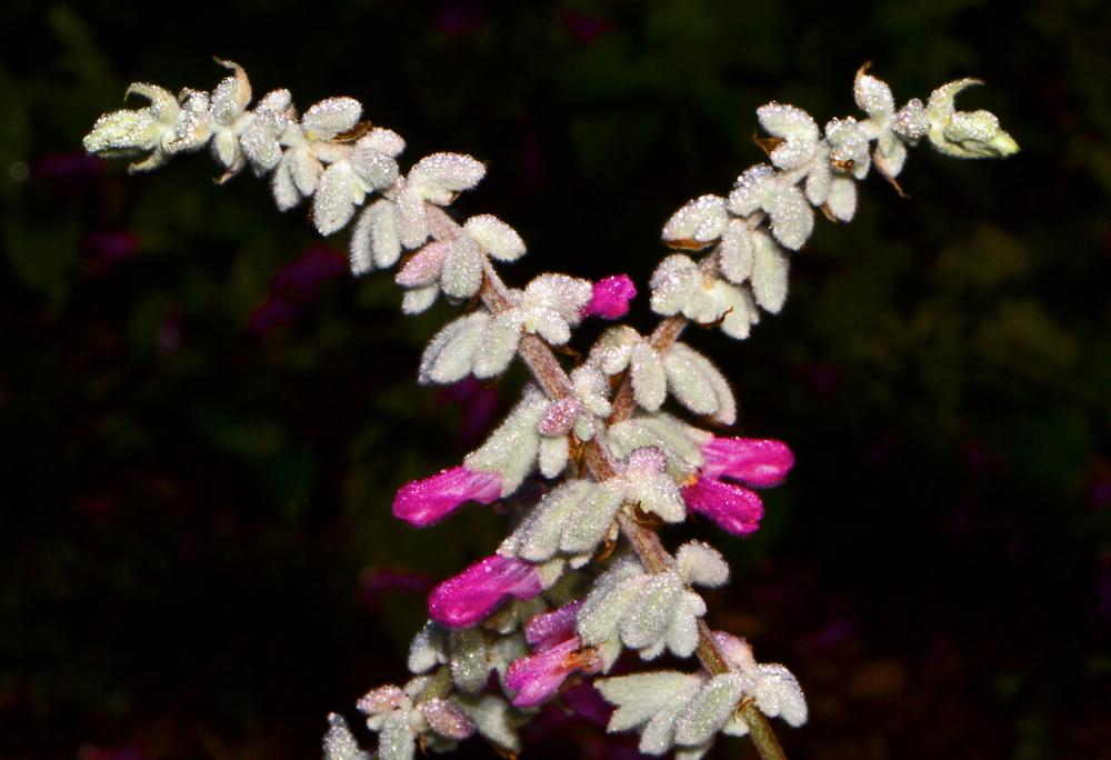 Photo of Mexican Bush Sage (Salvia leucantha 'Danielle's Dream') uploaded by dawiz1753