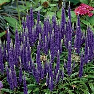 Photo of Speedwell (Veronica 'Sunny Border Blue') uploaded by Lalambchop1