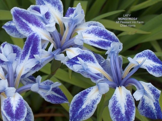 Photo of Iris (Iris laevigata 'Monstrosa') uploaded by Lestv