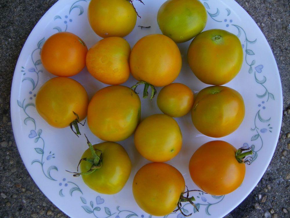 Photo of Tomato (Solanum lycopersicum 'Jaune Flammee') uploaded by Newyorkrita