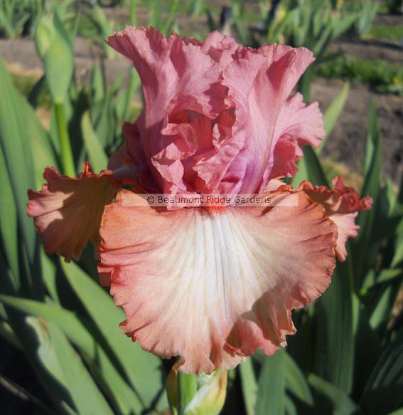 Photo of Tall Bearded Iris (Iris 'Cast of Characters') uploaded by TBMan
