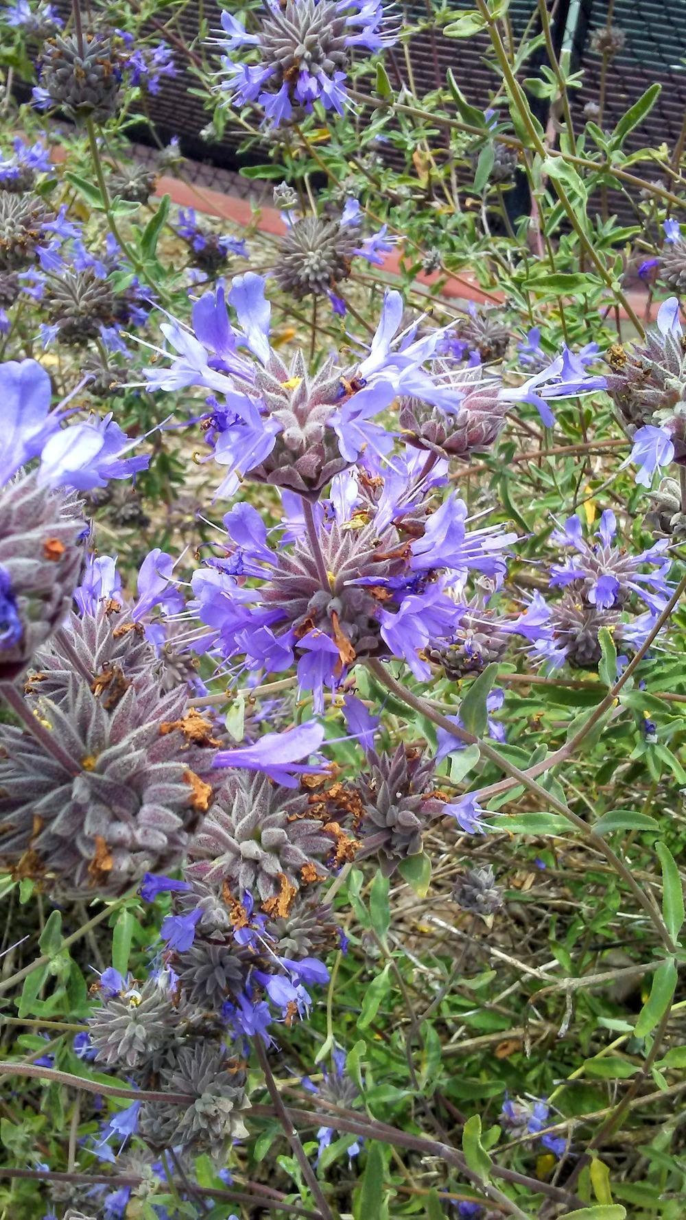 Photo of Mountain Sage (Salvia clevelandii) uploaded by carlysuko