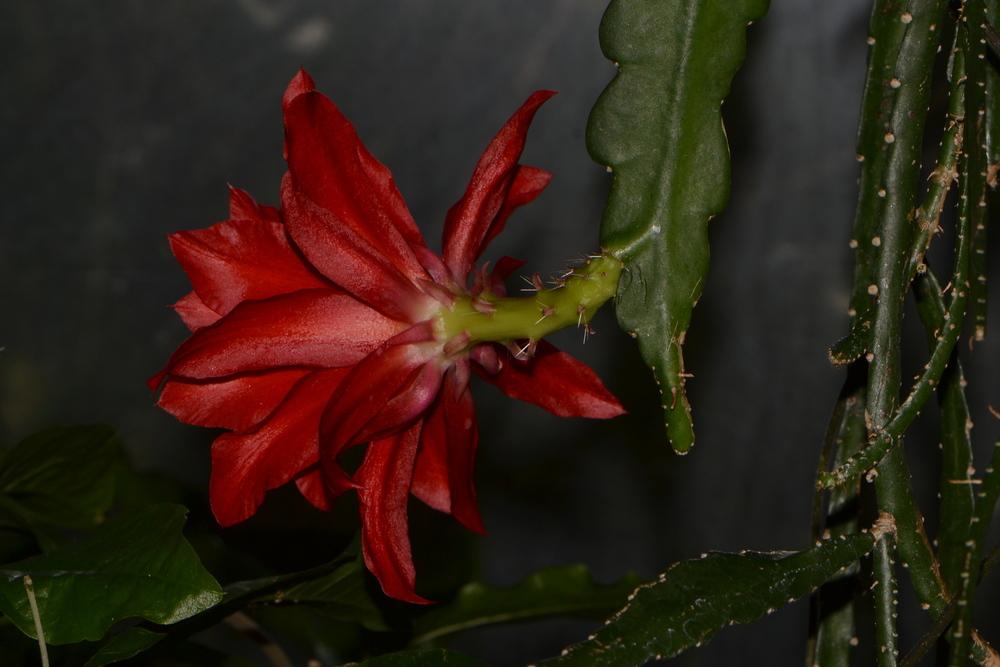 Photo of Orchid Cactus (Disocactus x hybridus 'Ackermannii') uploaded by dawiz1753