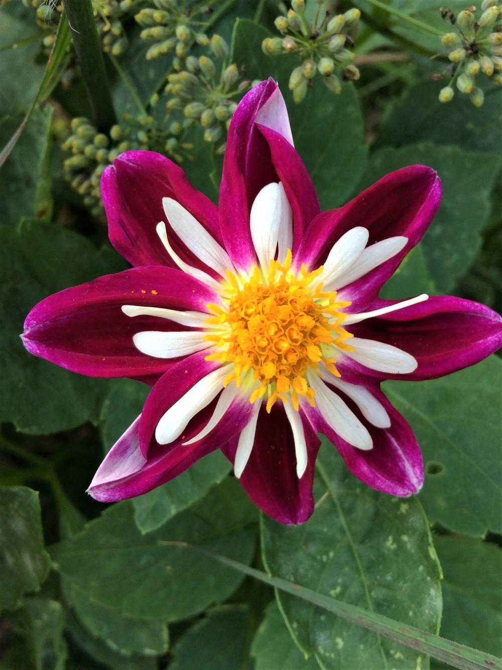 Photo of Dahlia 'Bumble Rumble' uploaded by nativeplantlover