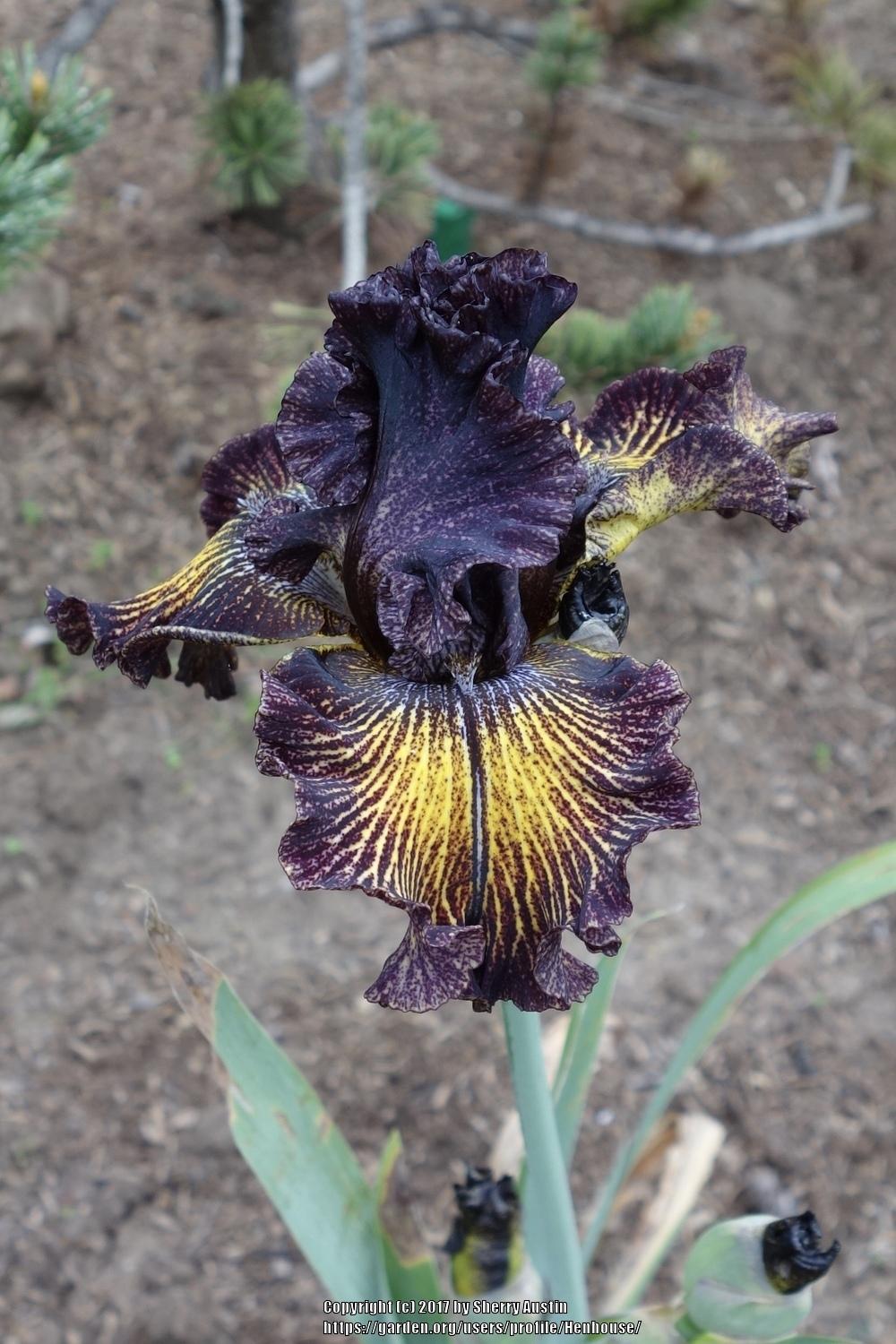 Photo of Tall Bearded Iris (Iris 'Dark Energy') uploaded by Henhouse