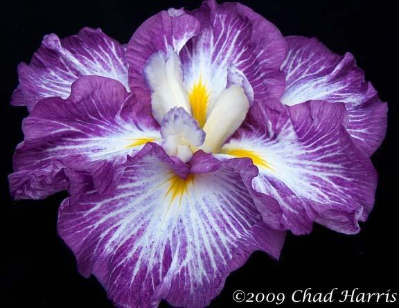 Photo of Japanese Iris (Iris ensata 'Sunrise Ridge') uploaded by Lestv