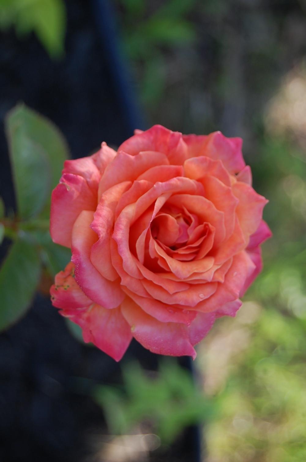 Photo of Rose (Rosa 'Arizona') uploaded by pixie62560