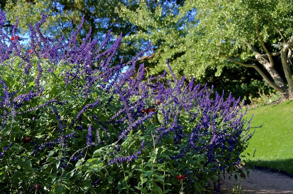 Photo of Mealycup Sage (Salvia farinacea 'Victoria Blue') uploaded by Fleur569