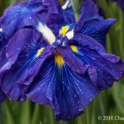 Photo courtesy of Mt. Pleasant Iris Farm, posted with permission