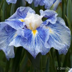 Location: Washougal, WA
Date: 2011-11-21
Photo courtesy of Mt. Pleasant Iris Farm, posted with permission