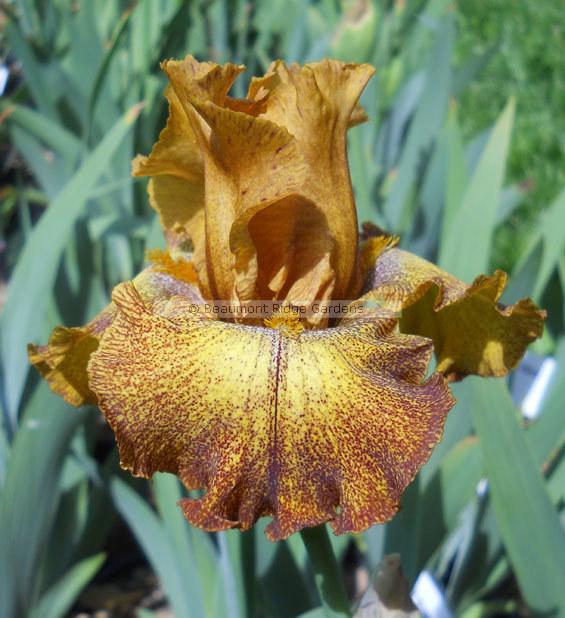 Photo of Tall Bearded Iris (Iris 'Camera Ready') uploaded by TBMan