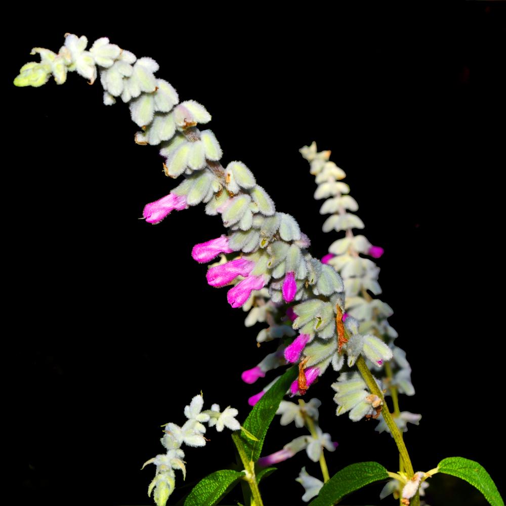 Photo of Mexican Bush Sage (Salvia leucantha 'Danielle's Dream') uploaded by dawiz1753