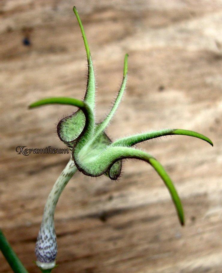 Photo of Ceropegia stapeliiformis subsp. stapeliiformis uploaded by Xeramtheum