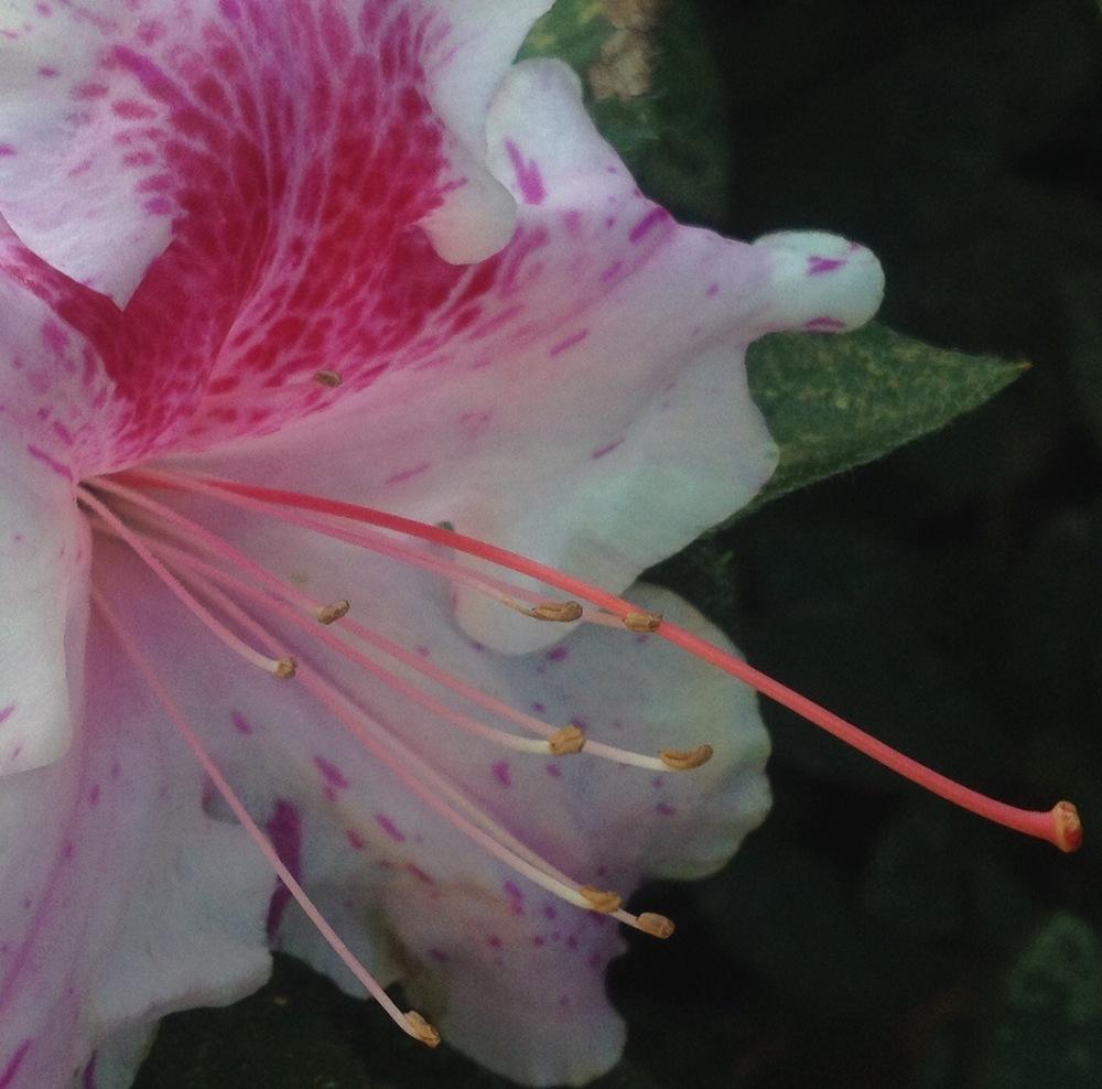 Photo of Azalea (Rhododendron Encore® Autumn Twist™) uploaded by csandt