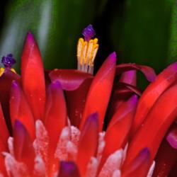 Location: Botanical Gardens of the State of Georgia...Athens, Ga
Date: 2017-09-30
Flaming Torch Bromeliad 010