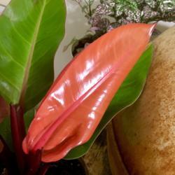 Location: Our apartment
Date: 2017-10-01
New growth on the Prince of Orange is lovely - bright and shiny, 