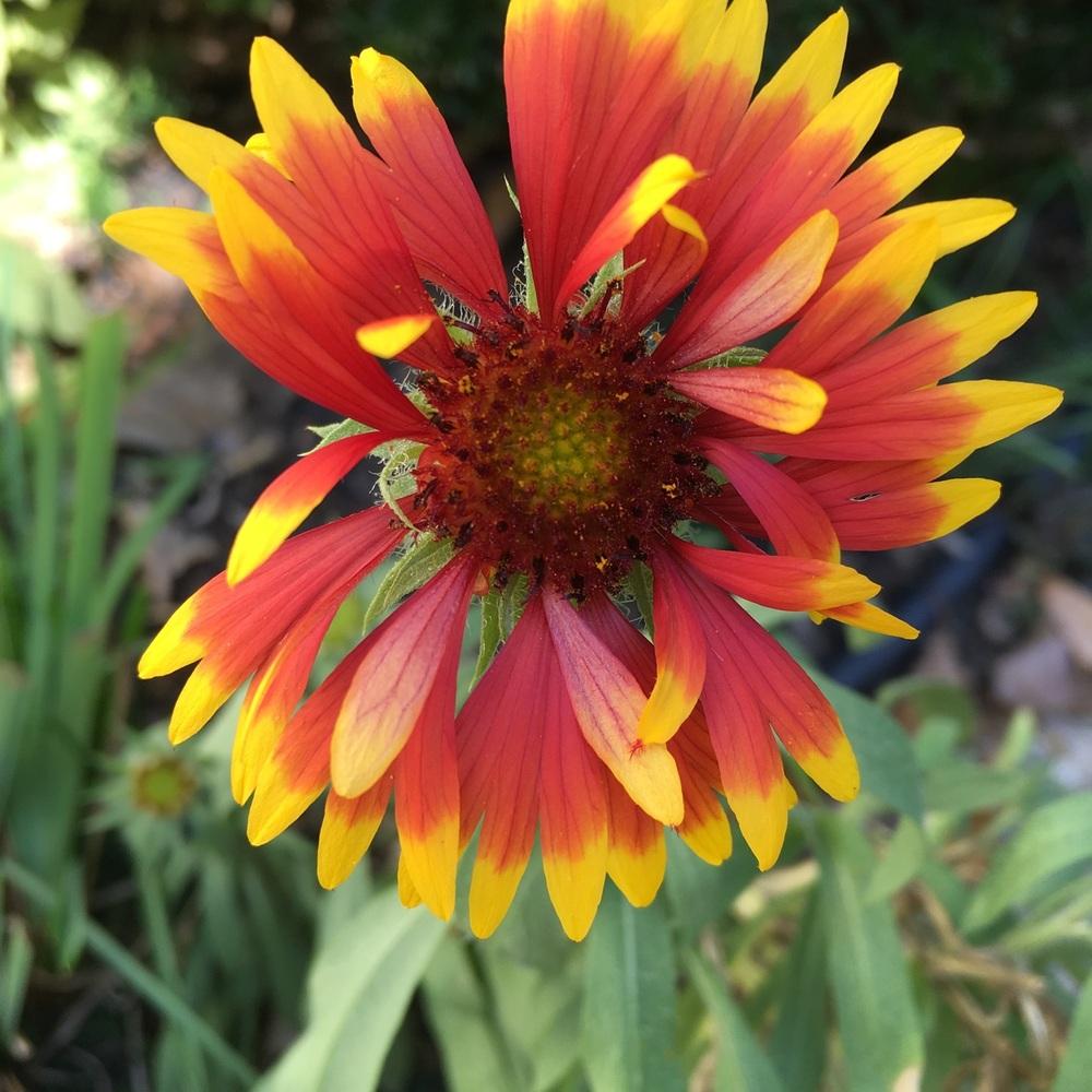 Photo of Blanket Flower (Gaillardia 'Arizona Sun') uploaded by Samlav