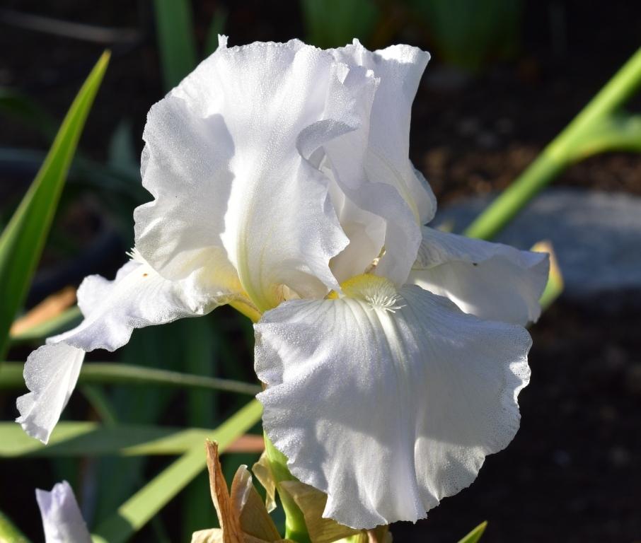 Photo of Tall Bearded Iris (Iris 'Immortality') uploaded by sunnyvalley