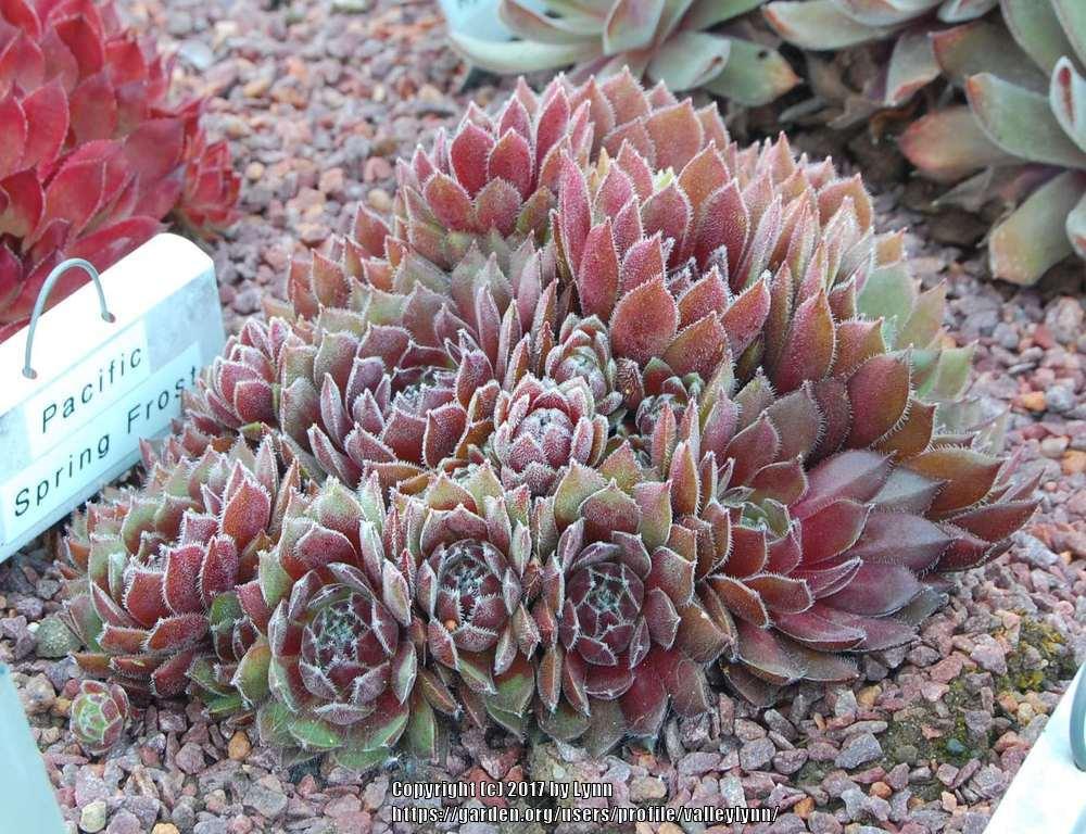 Photo of Hen and Chicks (Sempervivum 'Pacific Spring Frost') uploaded by valleylynn
