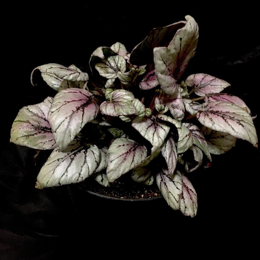 Photo of Begonia 'Hugh McLauchlan' uploaded by Hagbard
