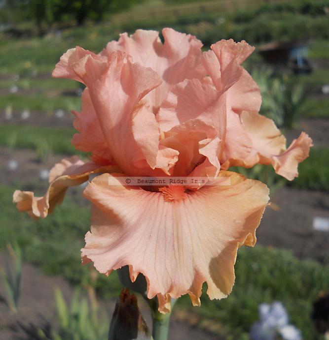 Photo of Tall Bearded Iris (Iris 'Coral Splendor') uploaded by TBMan