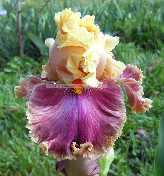 Photo of Tall Bearded Iris (Iris 'Decadence') uploaded by TBMan