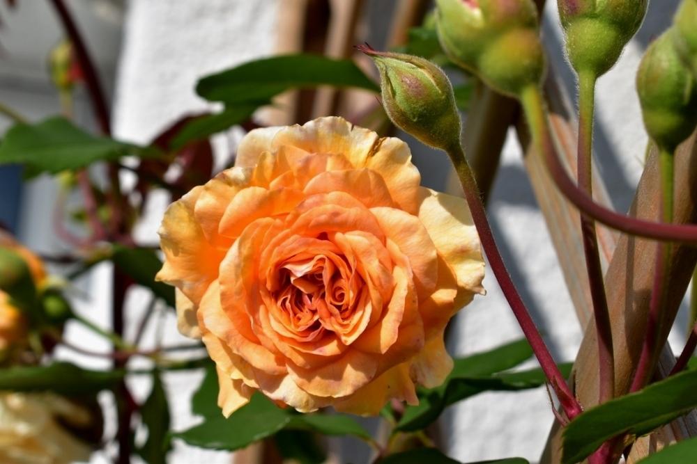 Photo of Hybrid Musk Rose (Rosa 'Buff Beauty') uploaded by sunnyvalley