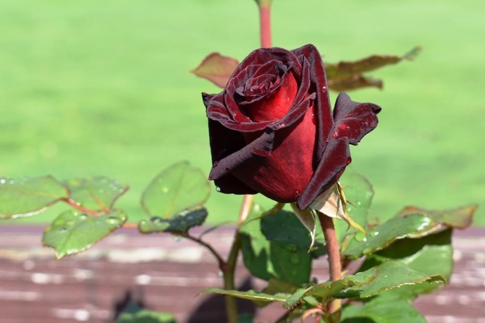 Photo of Rose (Rosa 'Black Baccara') uploaded by sunnyvalley