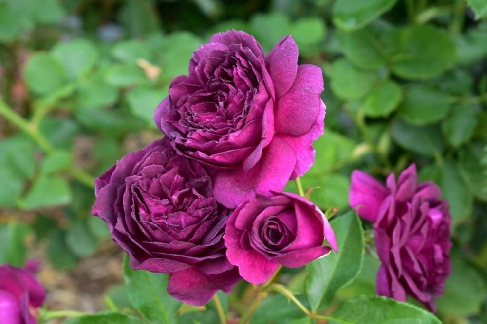 Photo of Rose (Rosa 'Ebb Tide') uploaded by sunnyvalley