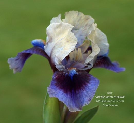 Photo of Standard Dwarf Bearded Iris (Iris 'Abuzz with Charm') uploaded by Lestv