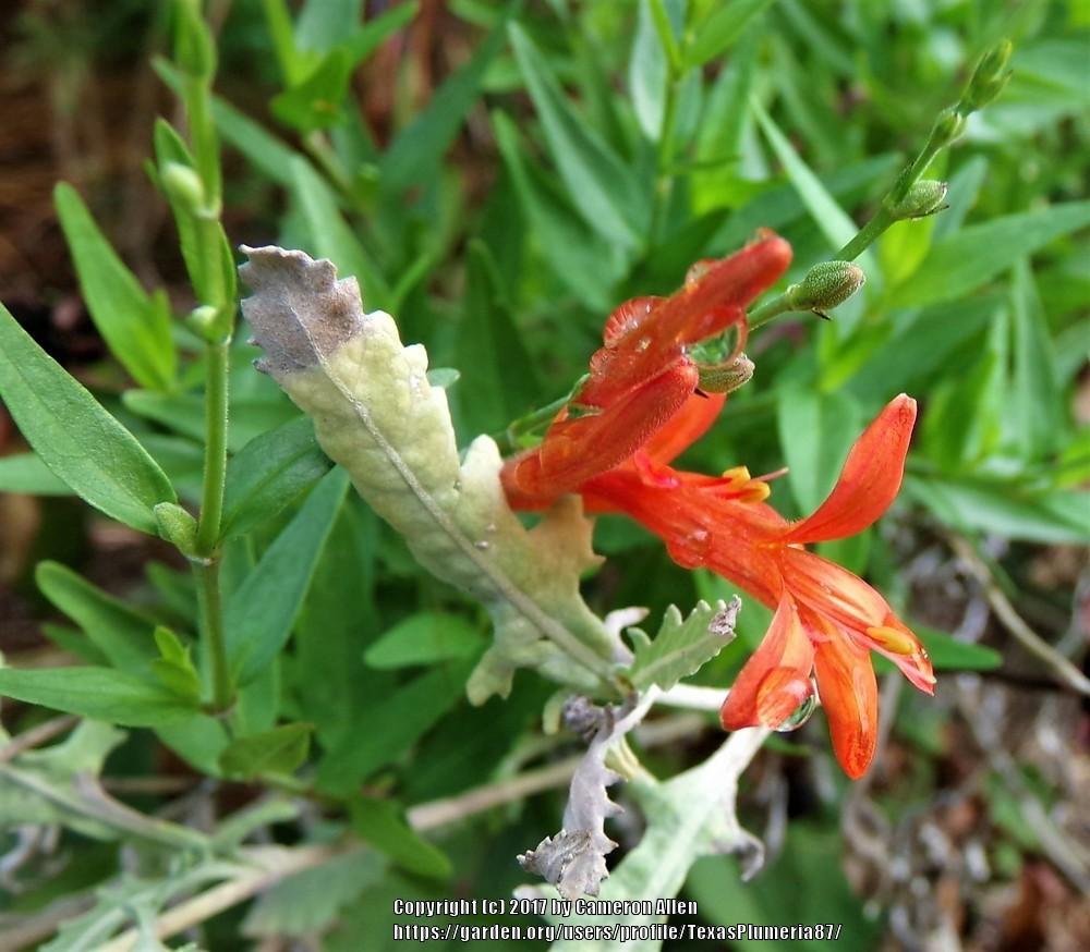 Photo of Flame Acanthus (Anisacanthus quadrifidus var. wrightii) uploaded by TexasPlumeria87